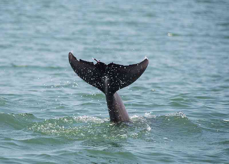 dolphin tours myrlte beach