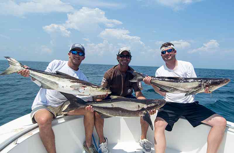 Cobia or Black kingfish how to target them on lures and info