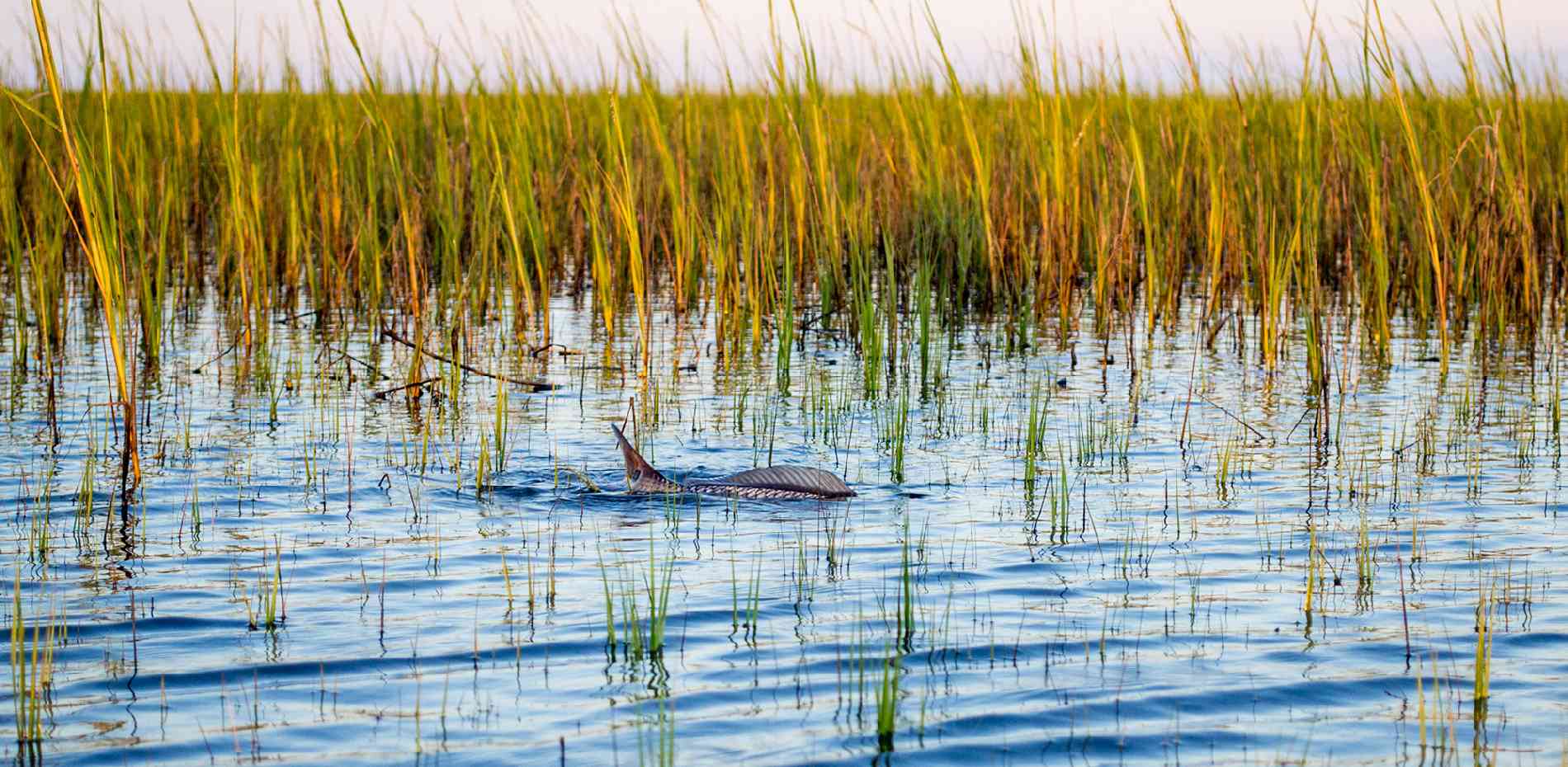 Target Species Myrtle Beach Guide Service Fishing Charters