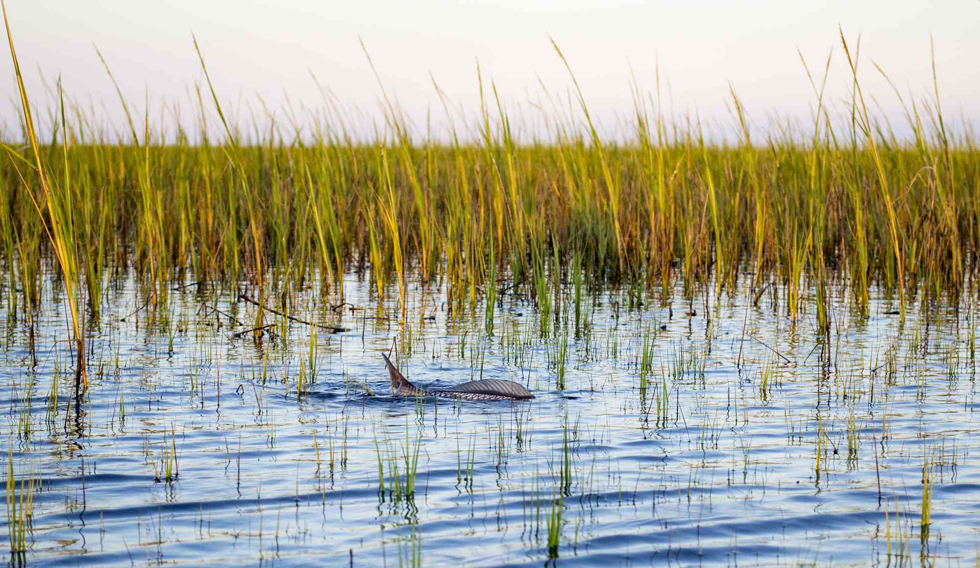 Tailing Redfish Pawleys Island 02 Myrtle Beach Guide Service Fishing Charters