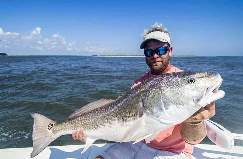a picture of a redfish